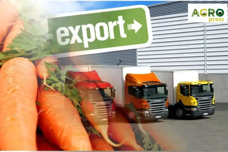 МСХ: Для экспорта моркови необходимо получать сертификаты