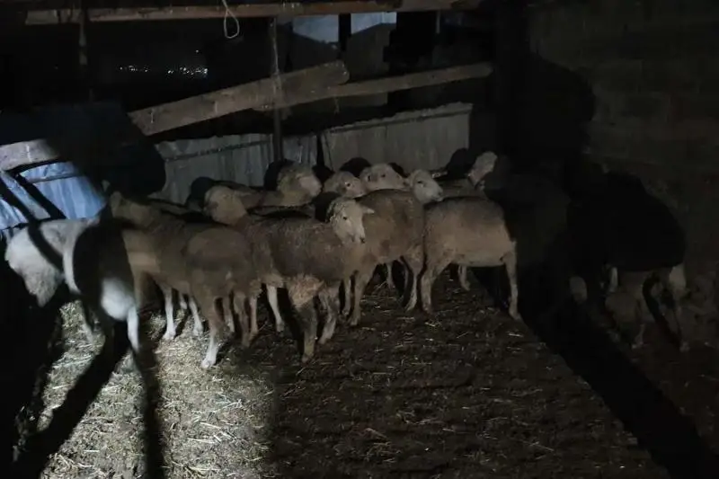 Cкотник инсценировал налет на крестьянское хозяйство, пытаясь скрыть кражу 67 овец