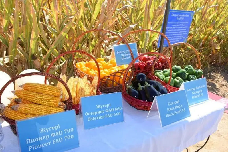 Три раза в год собирать урожай планируют фермеры Туркестанской области