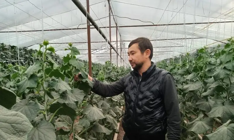 От огурцов к лимонам: предприниматель построил теплицу в селе Айтиево в ЗКО