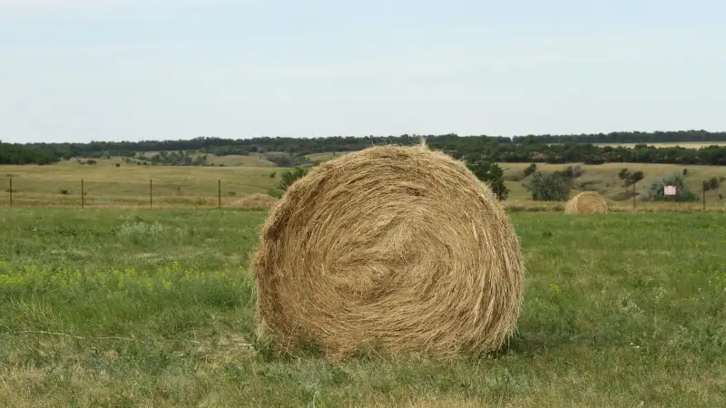 На миллион тенге накосил чужого сена житель Павлодарской области
