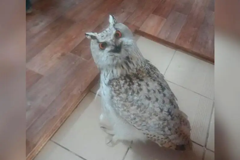 Взрослого филина спас житель Атырау
