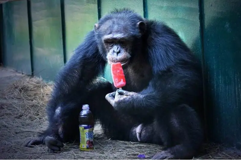 Как животные в зоопарке Алматы спасаются от жары