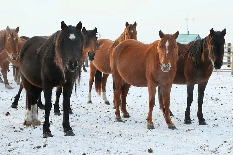 Сельчане сами отдают скот в руки преступников – павлодарская полиция