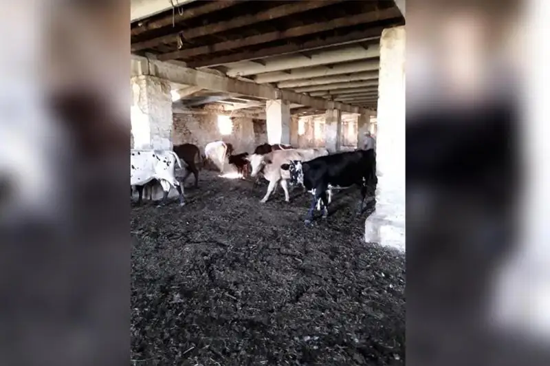 В Актюбинской области бродячий скот отправляют на штрафстоянки