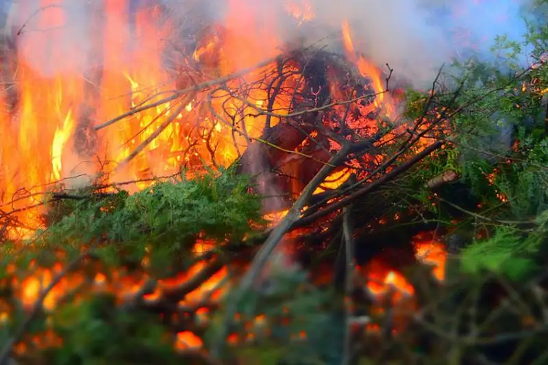 В Костанайской области зафиксировано 60 лесных пожаров