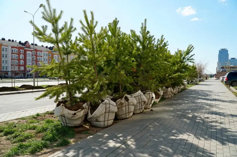 30 тысяч саженцев высадят в Нур-Султане