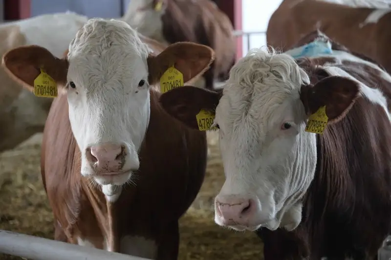 Поголовье КРС из Ирландии получат павлодарские животноводы