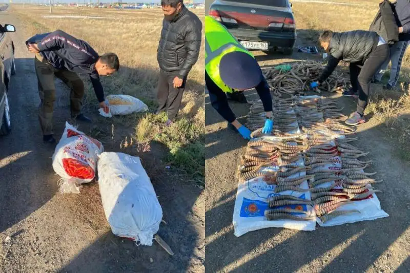 Крупную партию сайгачьих рогов изъяли полицейские в ЗКО