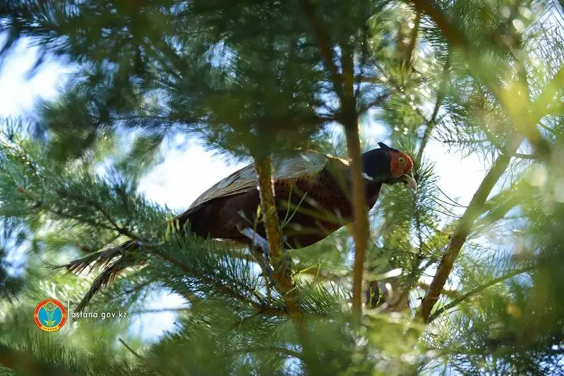 Как зеленый пояс повлиял на климат столицы