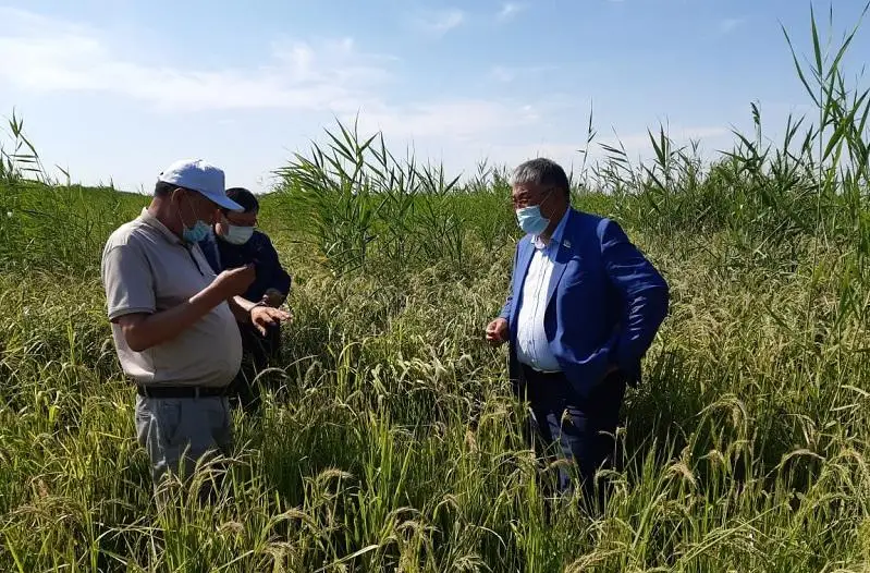 Кызылординские аграрии испытывают нехватку воды для полива рисовых полей