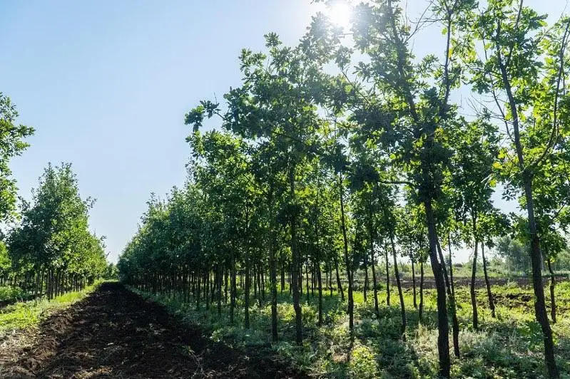 До 30 тысяч деревьев высадим в этом году в столице - Алтай Кульгинов