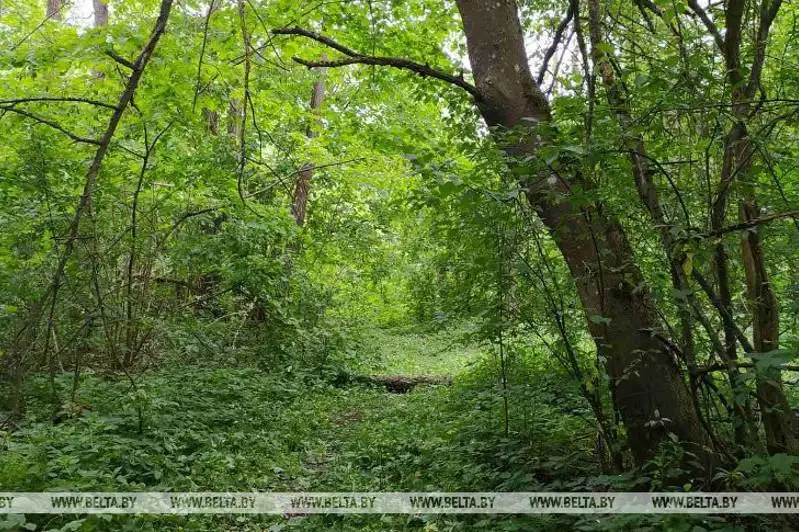 Посещать лес временно запрещено в Беларуси