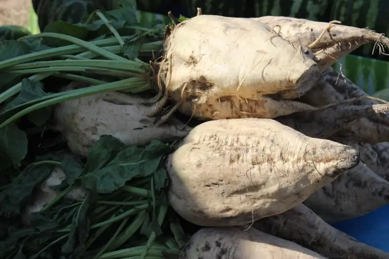 Свекловоды Жамбылской области получили рекордный урожай