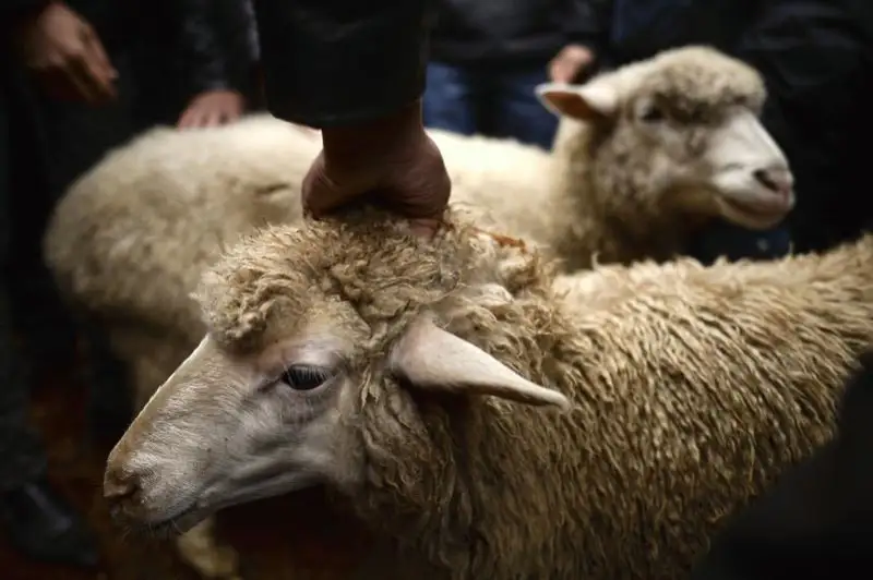 Где в Алматы можно совершить жертвоприношение в Курбан айт