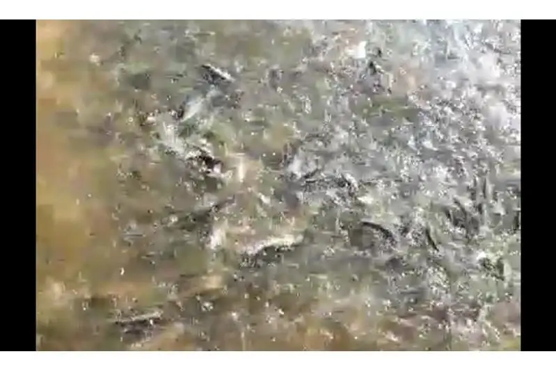 Массовый заход воблы из моря в реку перепугал жителей Атырауской области