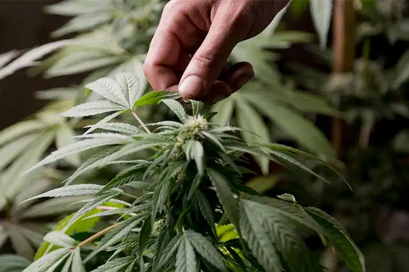 200-литровую бочку марихуаны вывез из Шу житель Тараза