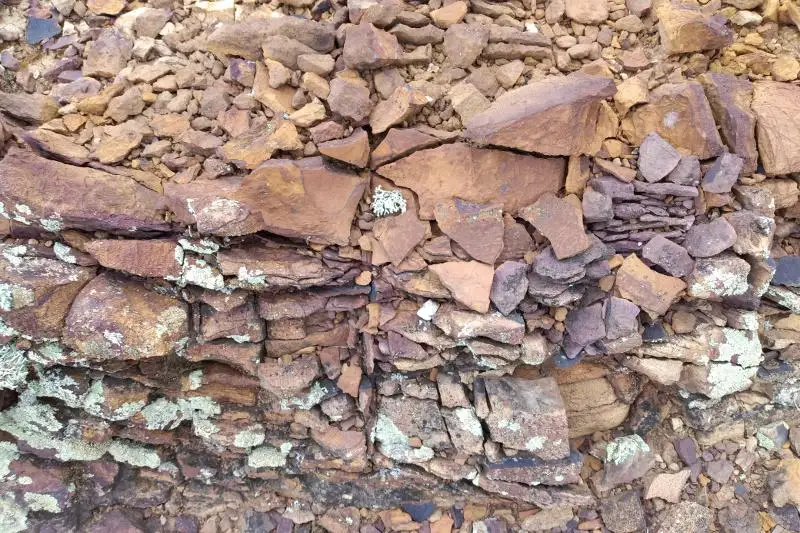 «Древний лес» обнаружили краеведы Семея