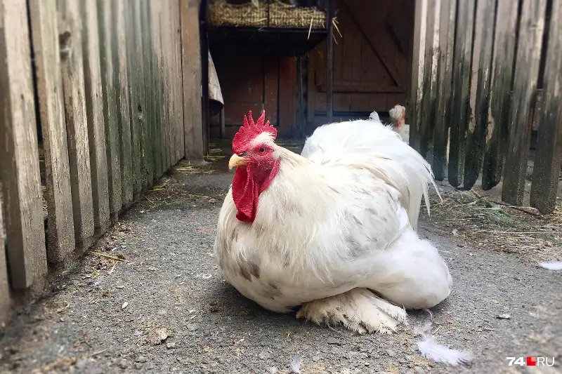 Птицу с частных подворий изымают для уничтожения в карантинных селах в СКО