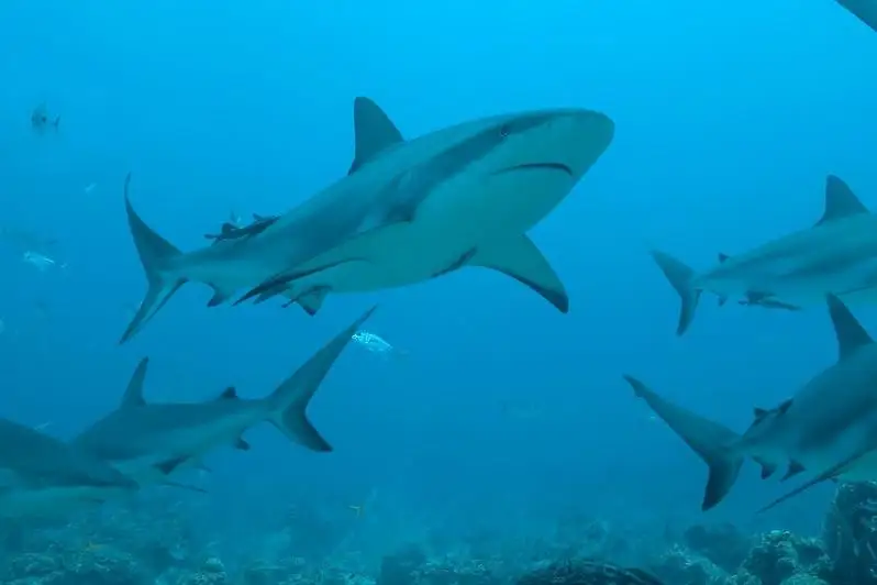 Полмиллиона акул могут быть убиты для изготовления вакцин от коронавируса