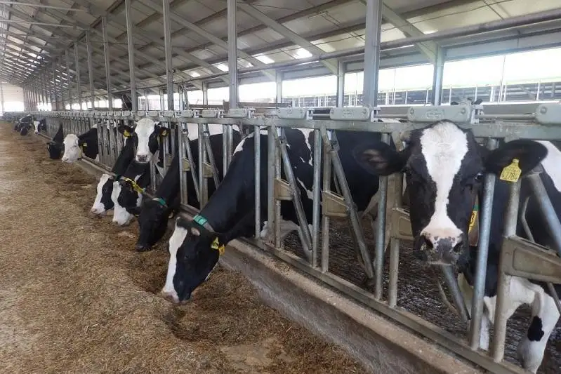 Валовой выпуск в сфере животноводства вырос на 2,5% по сравнению с прошлым годом