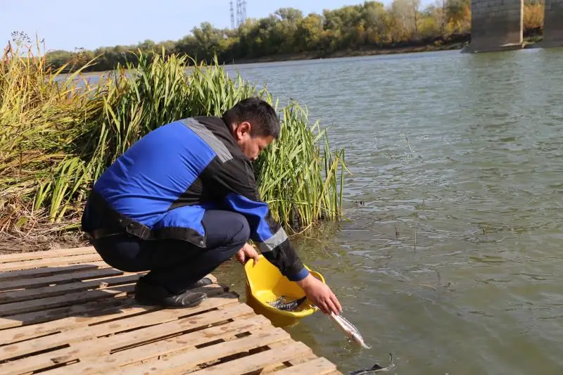 550 тысяч мальков осетровых пород выпустили в реку Урал в ЗКО