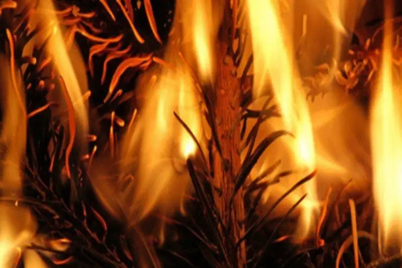 17-метровая ёлка сгорела в Мангистауской области