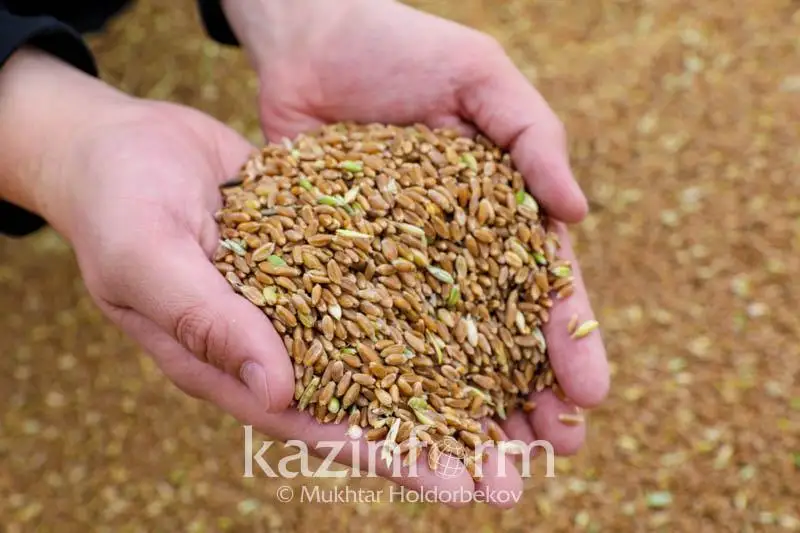 Цены на зерновую продукцию зависят от многих факторов - глава МСХ