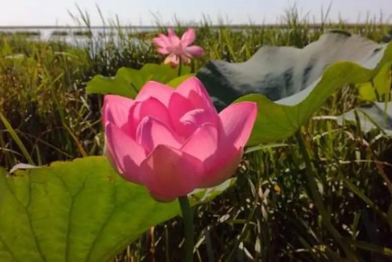 Долина лотоса привлекает туристов в Атыраускую область
