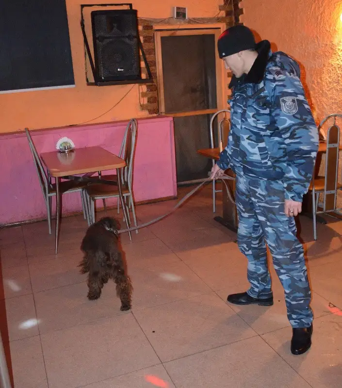 собаки 