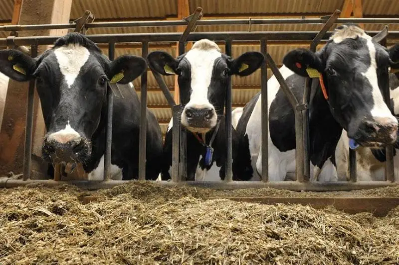 Опыт международных экспертов перенимают акмолинские аграрии