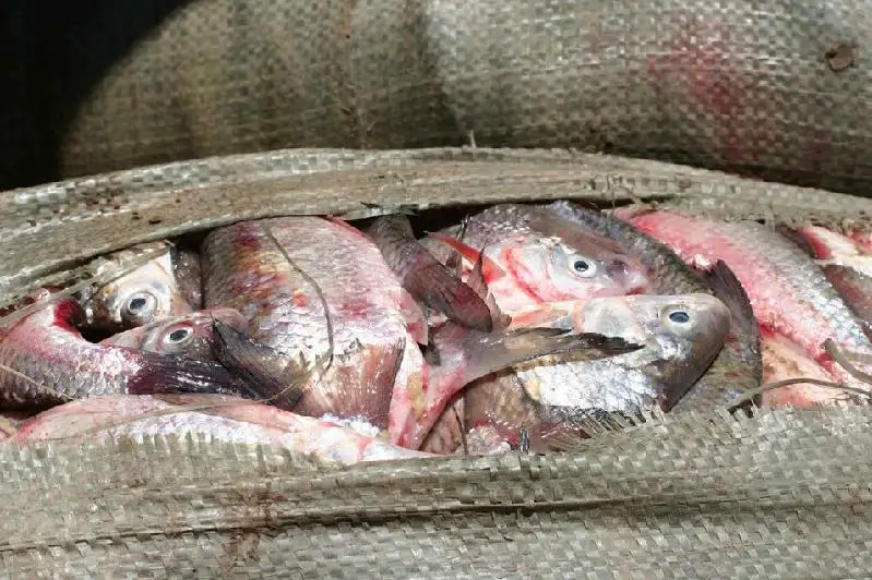 Более 700 кг незаконной рыбы изъяли у жителя Алматинской области