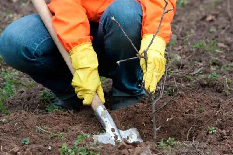 После критики Президента мы не стали рекламировать посадки деревьев в Алматы – Ержан Сейтенов