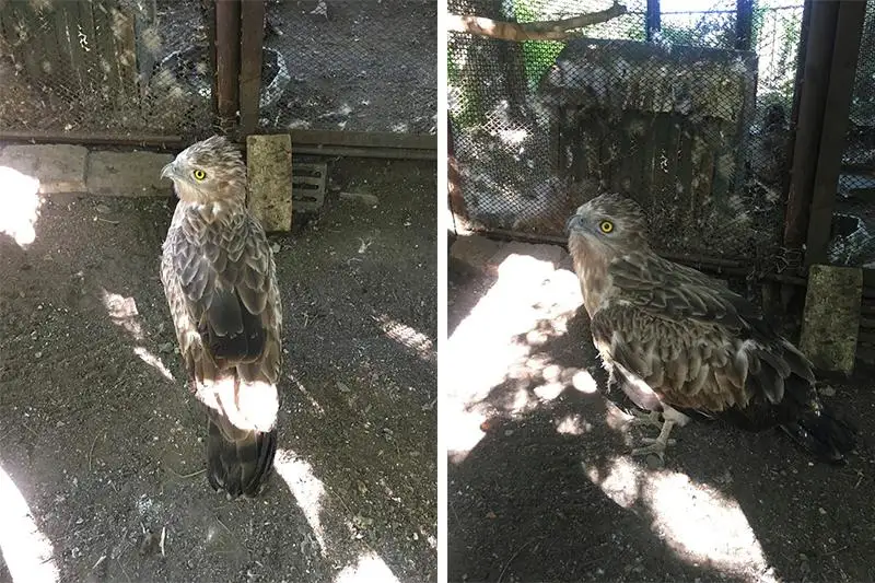 Раненую краснокнижную птицу спасли в Балхаше