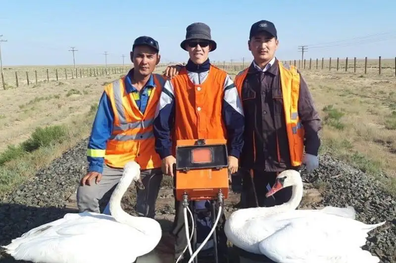 Лебедей нашли жители Мангистау в степи