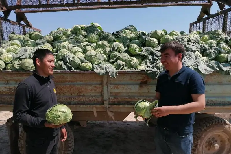 Жетысайские фермеры начали сеять второй урожай на одном поле