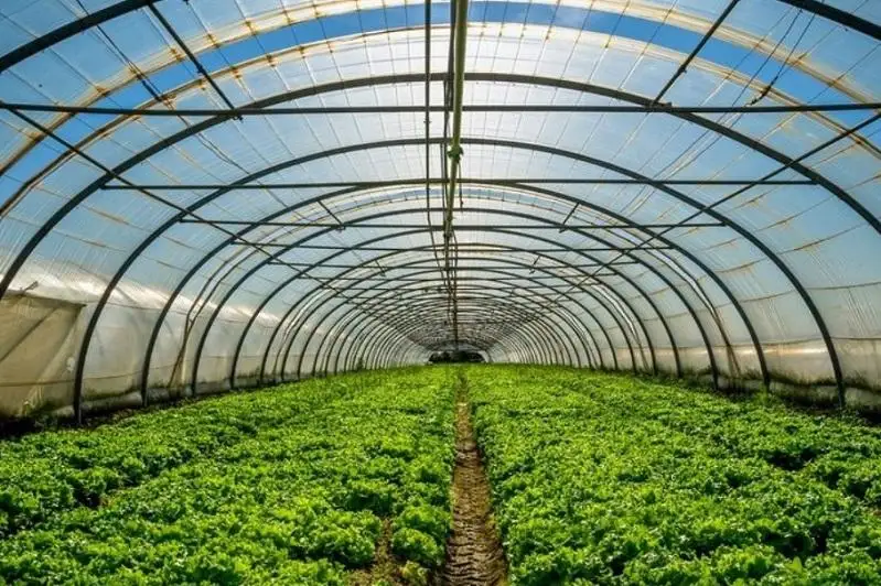 В ЗКО строится тепличный комплекс стоимостью 7 миллиардов тенге