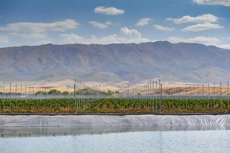 Апортовые сады достигли двух тысяч гектаров в Жетысу