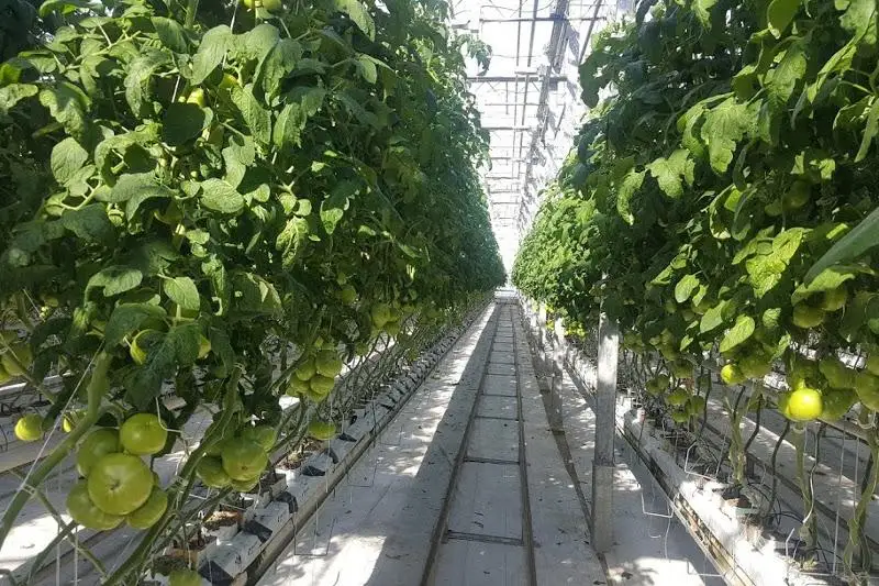 Более 2,5 тонн  свежих овощей поставляет предприятие  Акмолинской области