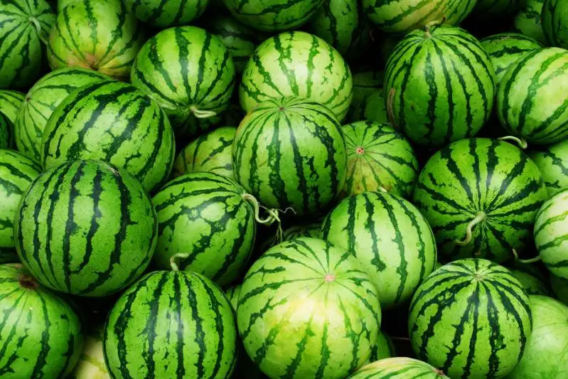 Арбузы на нитраты проверили в лаборатории СКО