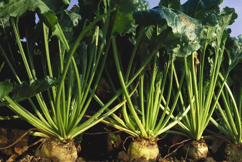 В Казахстане продолжат расширять посевы сахарной свеклы