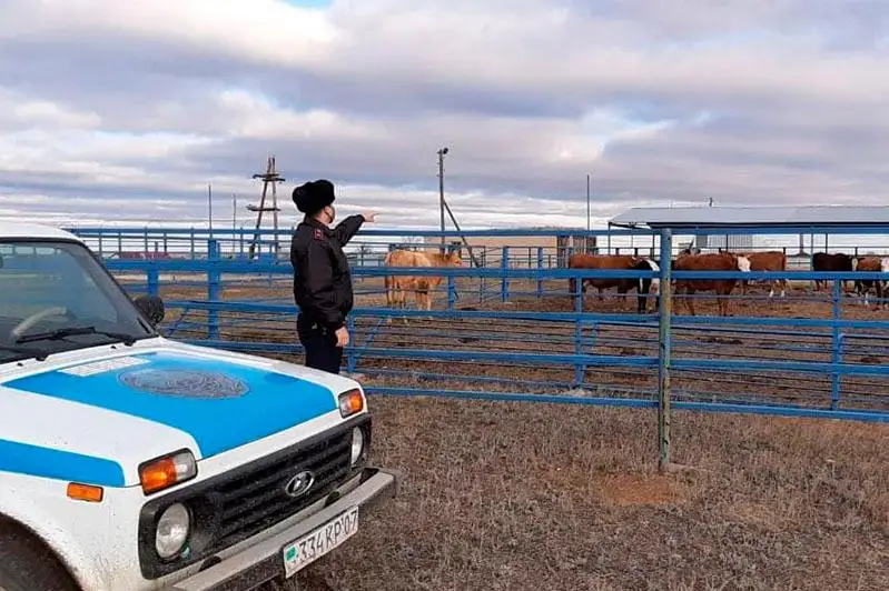 62 владельца бродячего скота наказаны в Чингирлауском районе ЗКО