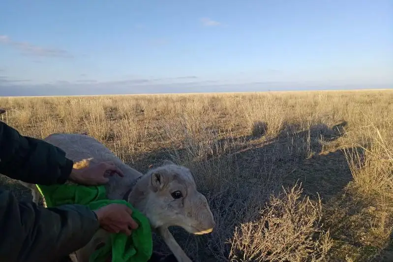 Сайгаков уральской популяции пометили спутниковыми передатчиками