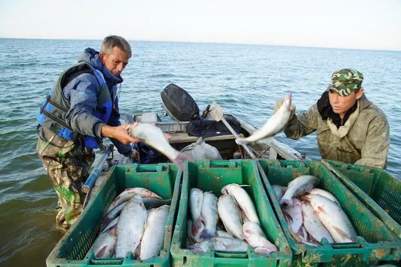 Атырауская область экспортировала  около шести тысяч тонн рыбы