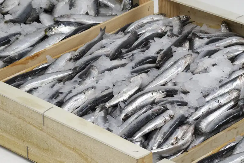 Рыбная продукция под брендом «Сделано в Атырау» становится узнаваемой за рубежом