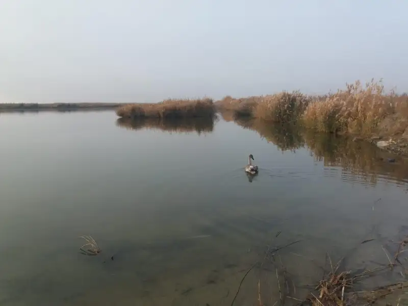Ослабевшего лебедя спасли в Атырау