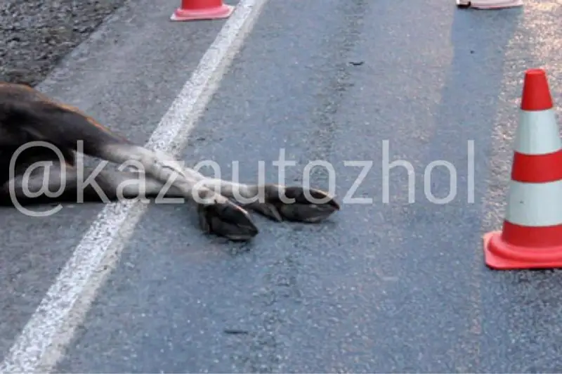 Из-за лошади на трассе под Алматы погиб 70-летний мужчина