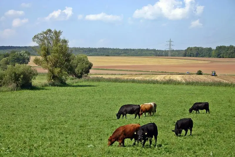 Касым-Жомарт Токаев поручил решить вопрос с пастбищами в Акмолинской области