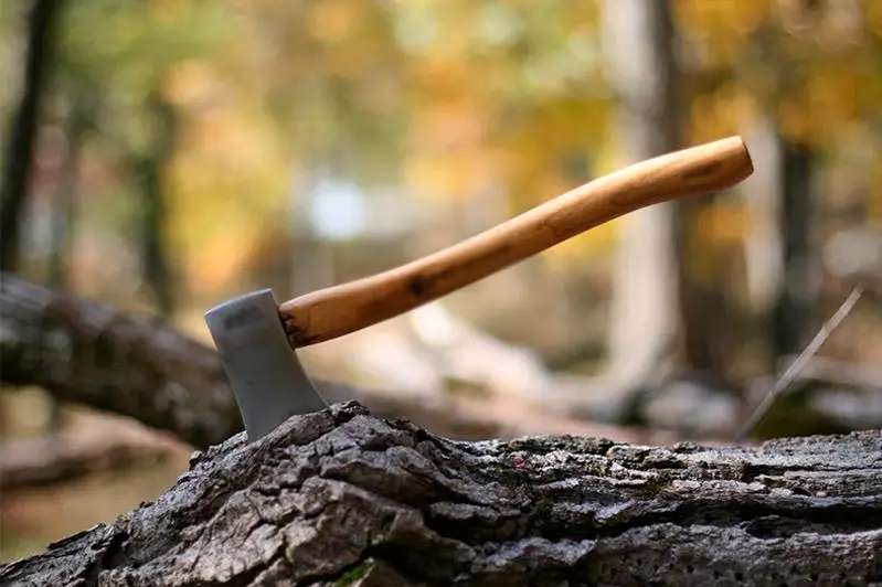 В Минэкологии озвучили итоги проверки вырубки деревьев в Бурабае