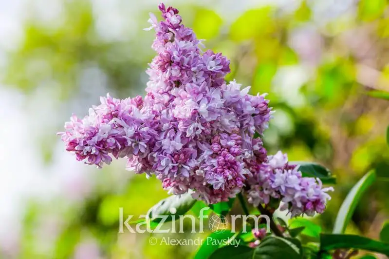 О погоде на июнь в СКО рассказали синоптики